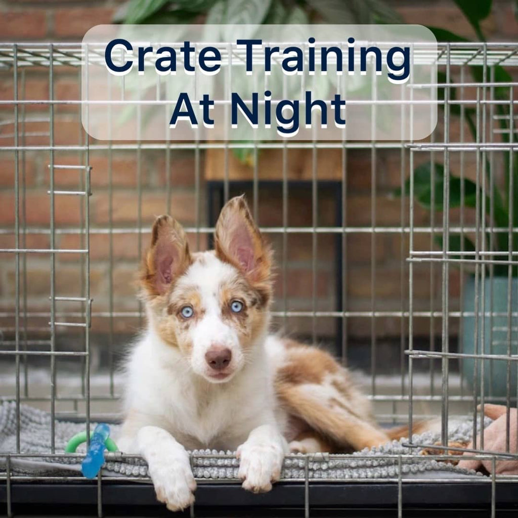 Putting puppy in crate at night hotsell