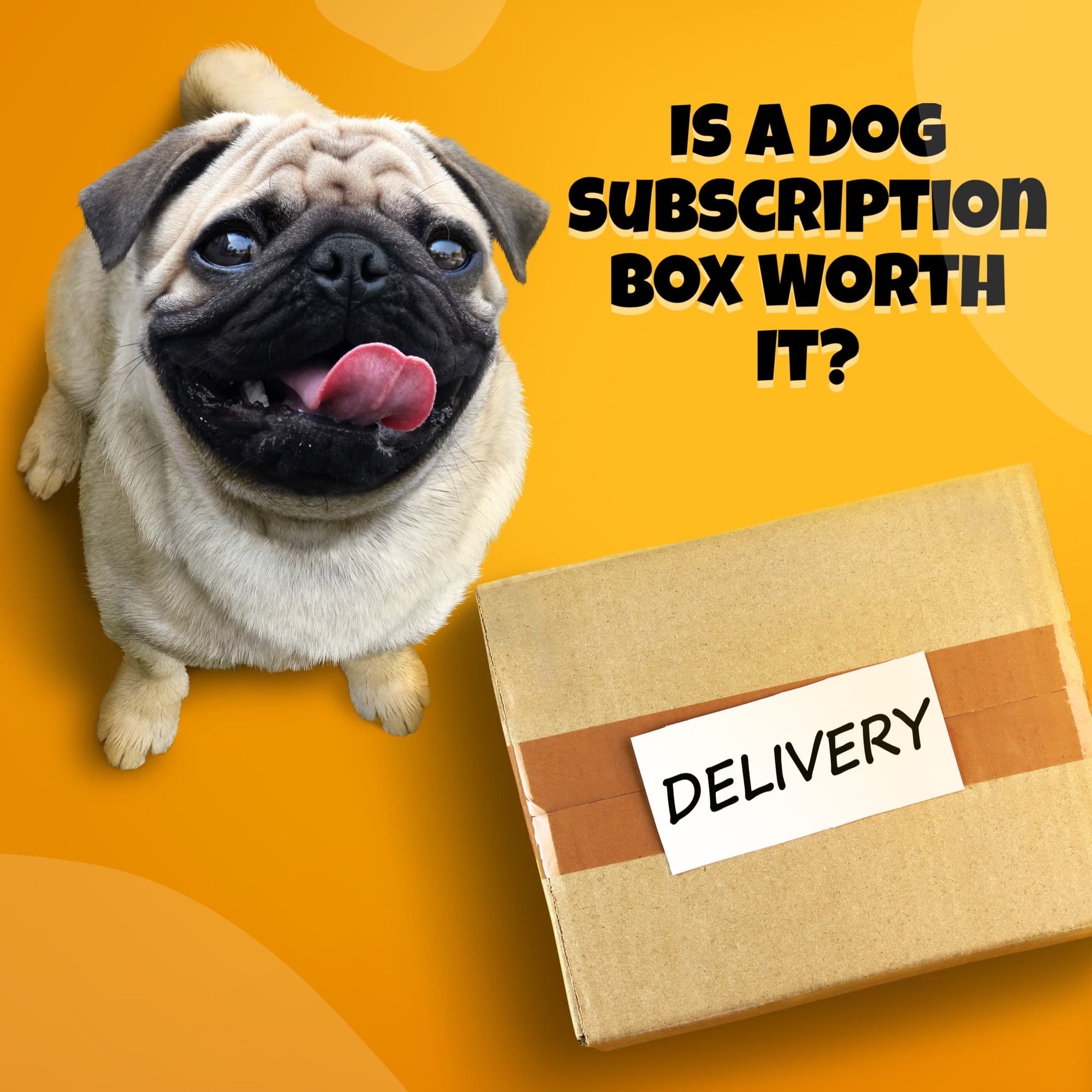 https://www.durapaw.ca/cdn/shop/articles/Dog_Subscription_Boxes_2000x.jpg?v=1678134720