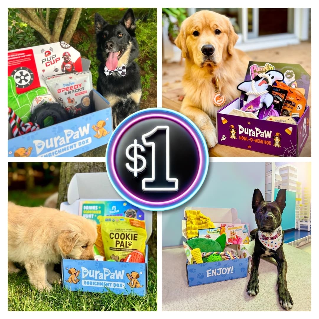 1 Dollar DuraPaw Dog Toy Treat Box Gift Cute Puppy Collage Photos