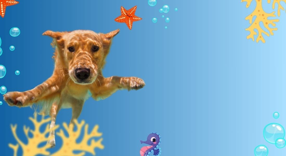 Underwater Dog Swimming Monthly Dog Subscription Box Theme