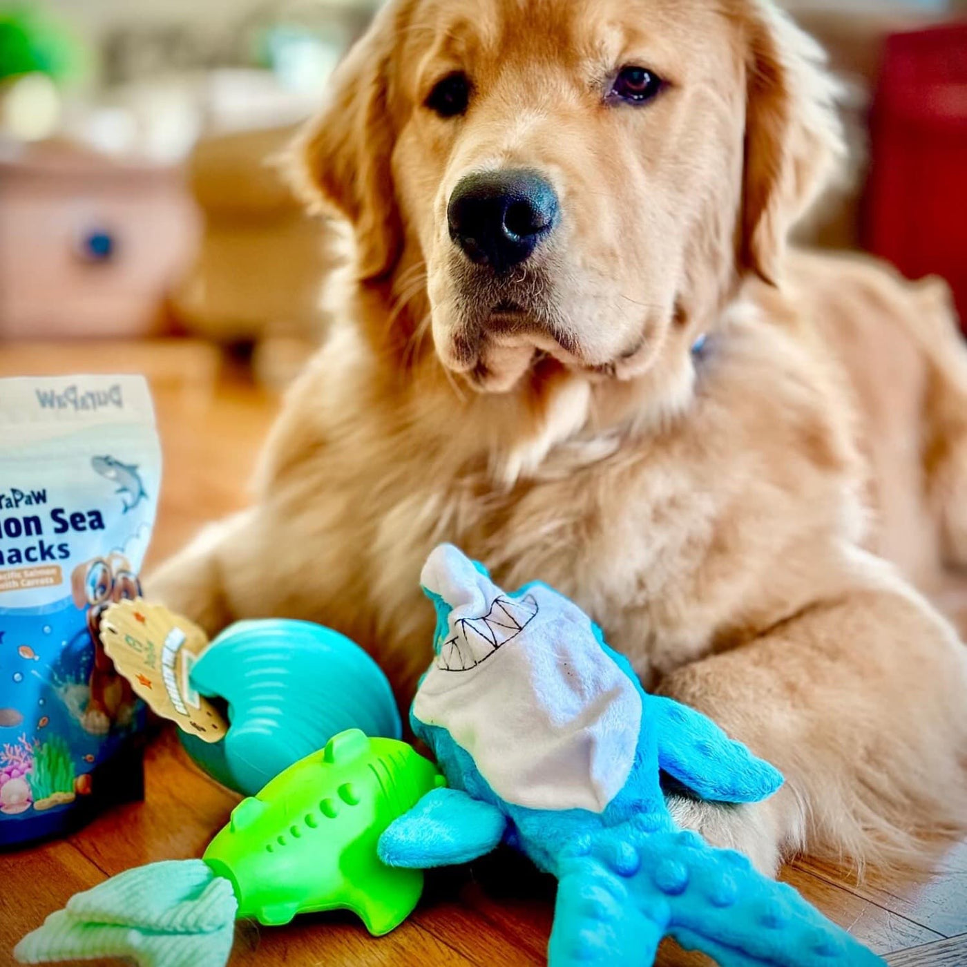 Golden Retriever Posing with Dog Toys