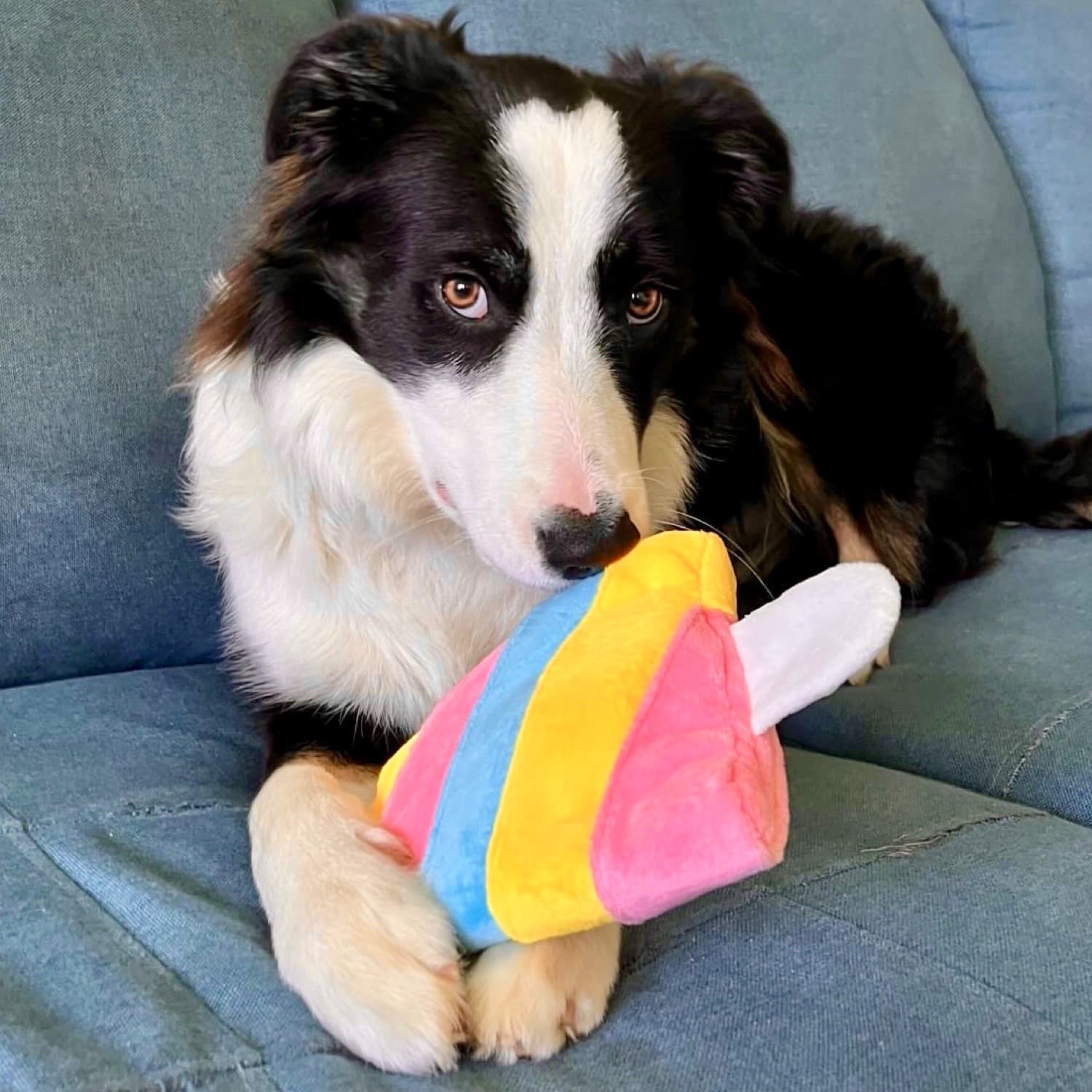 Beautiful Border Collie Posing with Popsicle Dog Toy