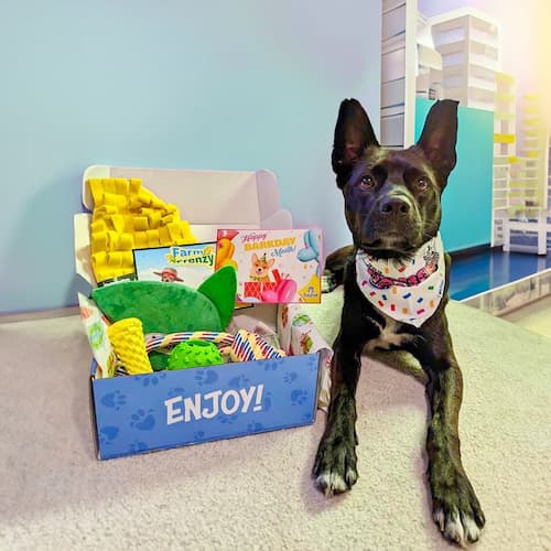 DuraPaw Dog Enrichment Box