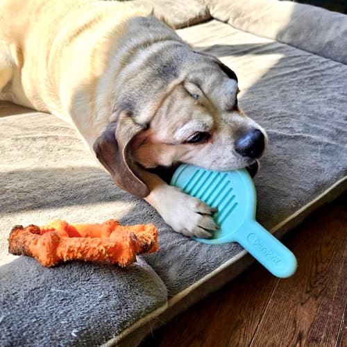 Small Dog Breed Chewing DuraPaw Nylon Chew Toy