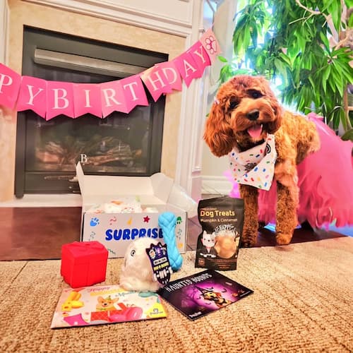 Special Dog Puppy Birthday Gift Box Presents