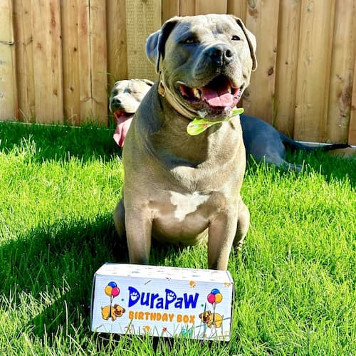 Happy Birthday Dog Puppy Toy Box Gift