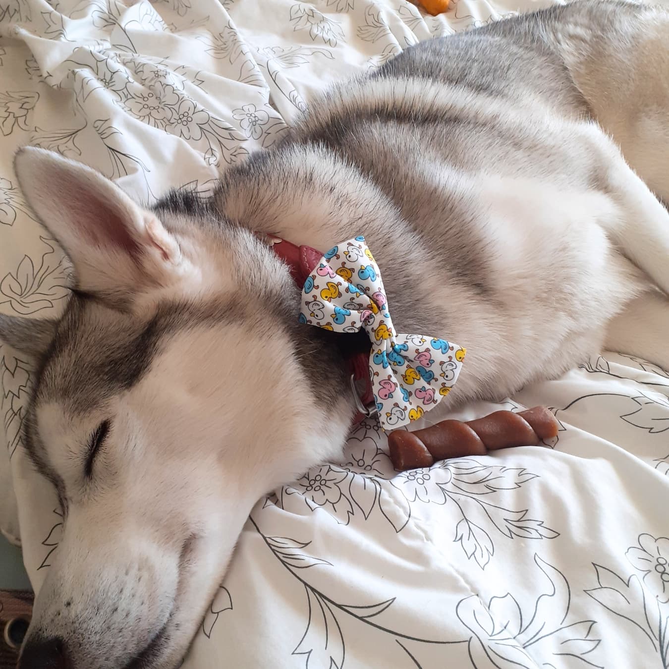 Cute Husky Sleeping Wearing Duck Bow Tie Dog Accessory