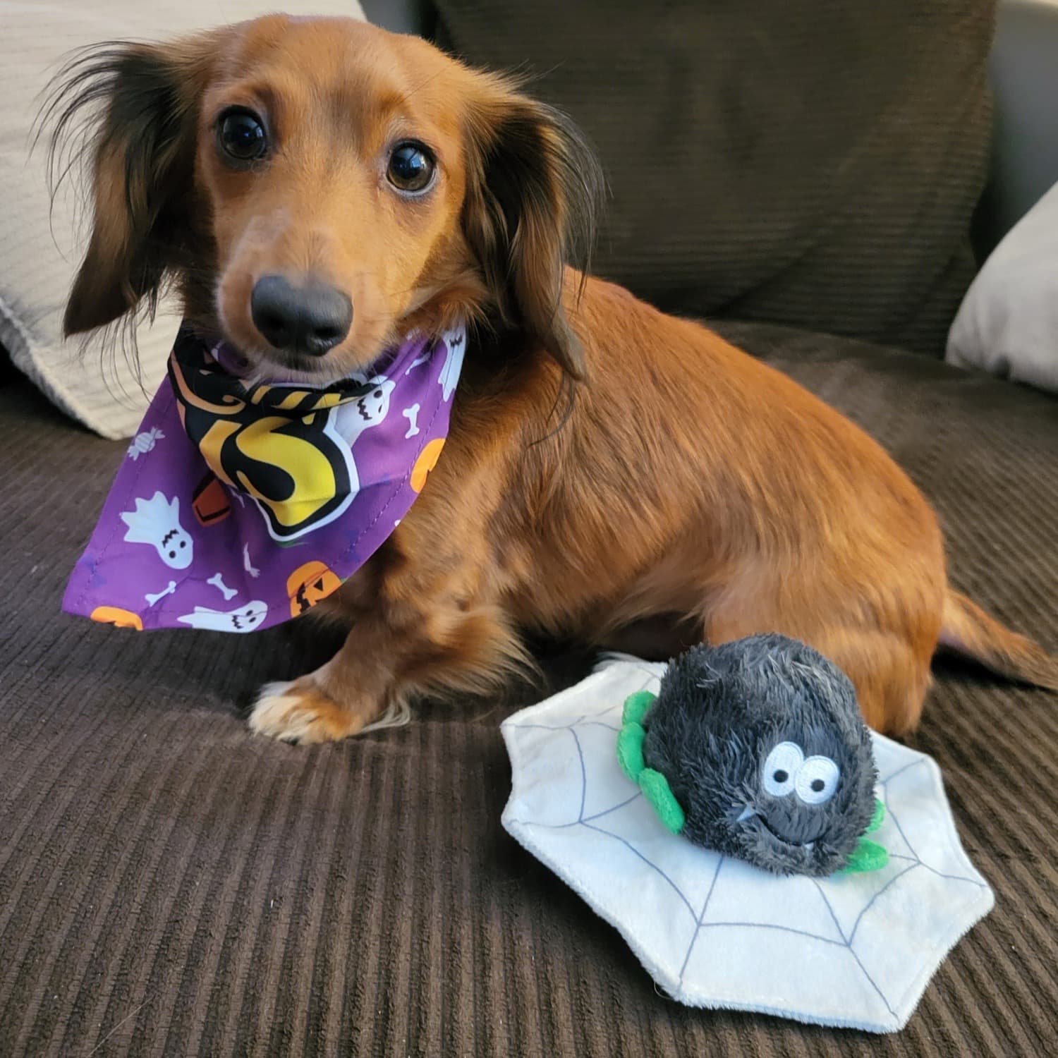 Small Dachshund Puppy Posing DuraPaw 2 in 1 Spider Dog Toy