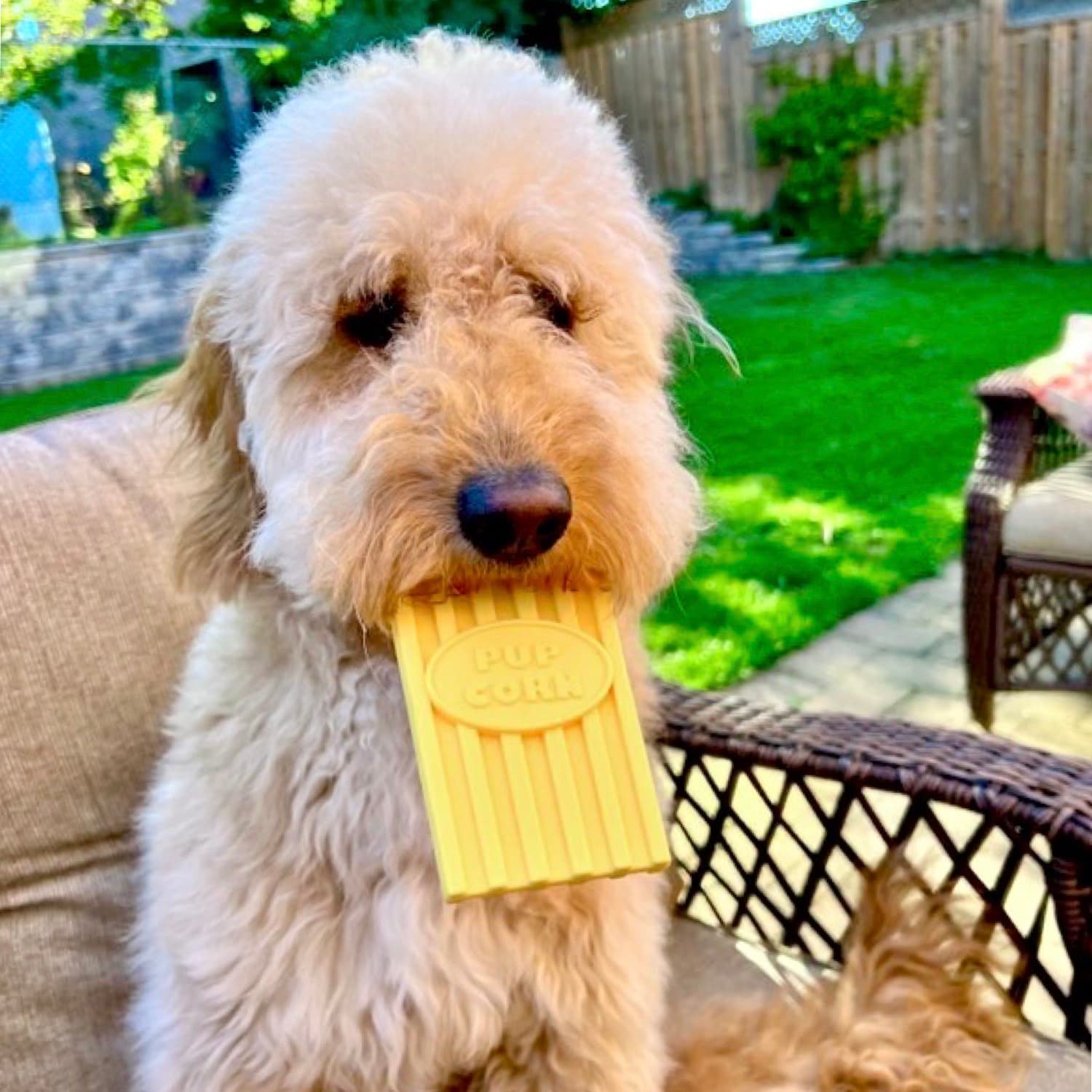 Golden Doodle Outside Chewing DuraPaw Super Durable Pup Corn Dog Toy