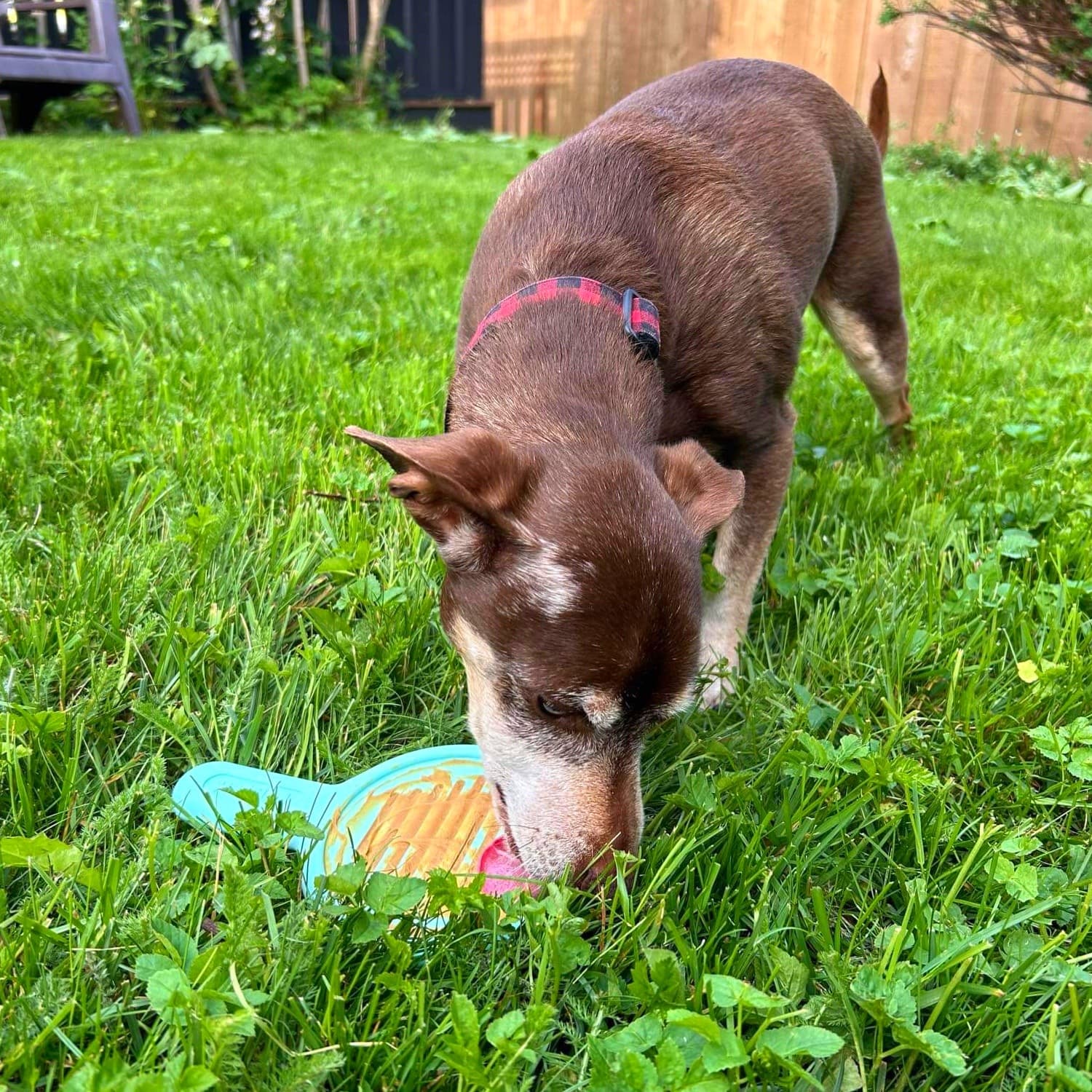 Dog Enrichment Licking Toy Outside