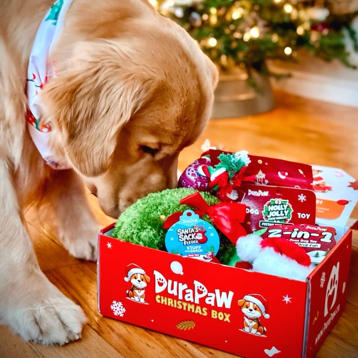 Cute Dog Opening New DuraPaw Christmas Pet Toy Gift Box Present