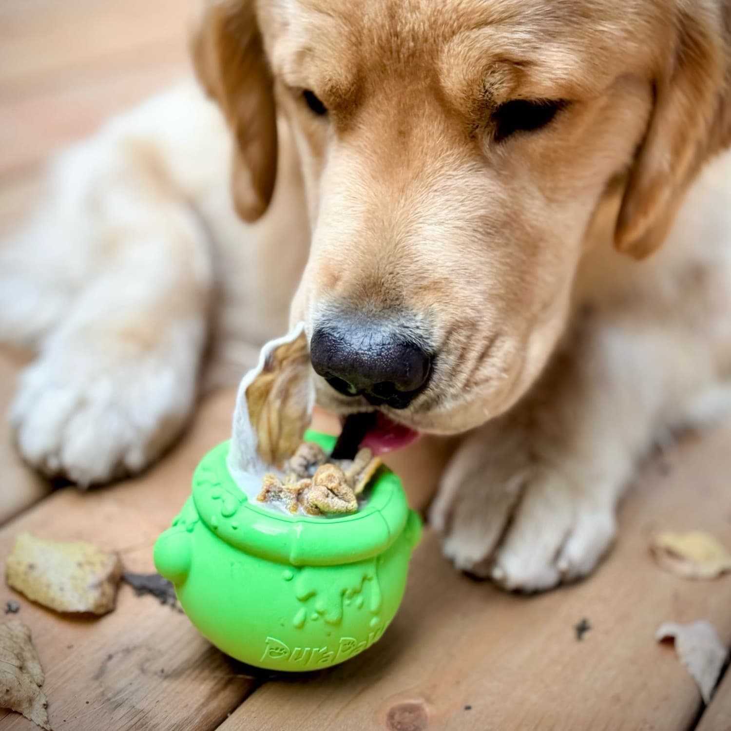 Dog licking bowl best sale