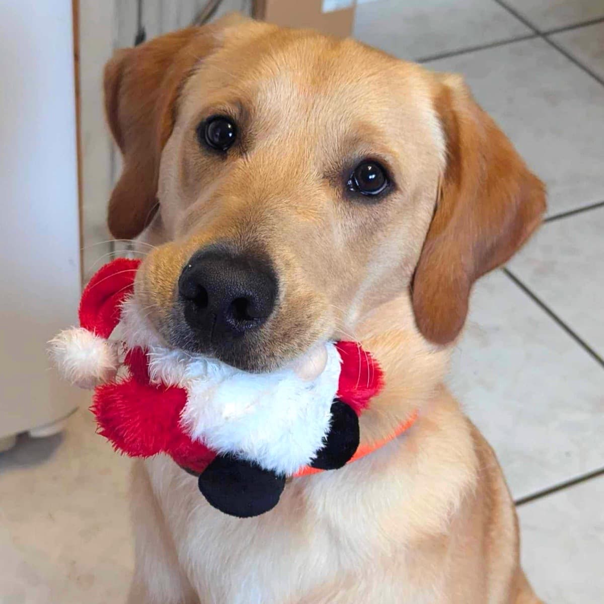 Cute Pup Chewing DuraPaw 2 in 1 Santa Paws Rippable Toy