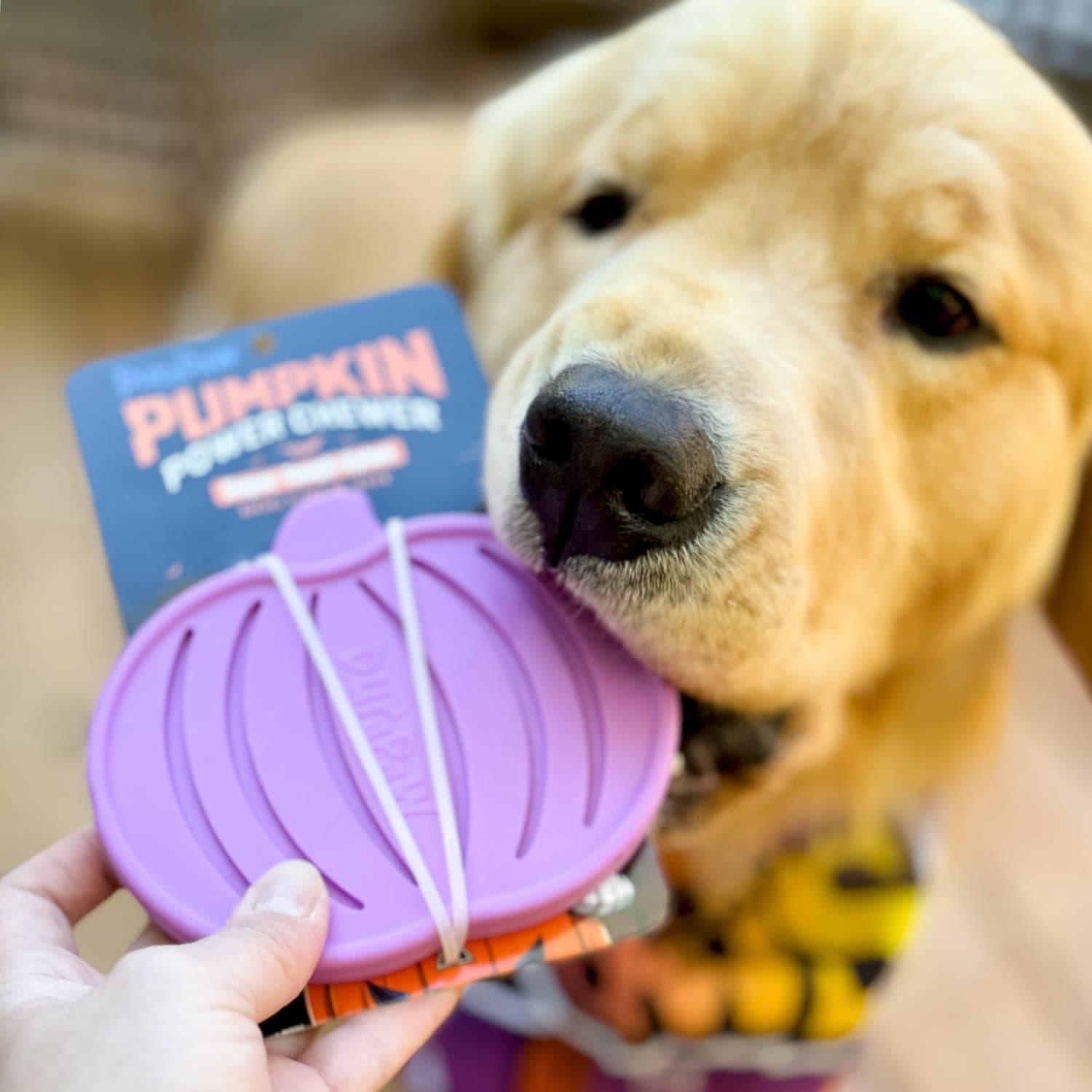 Golden Retriever Biting DuraPaw Pumpkin Nylon Tough Chew Toy