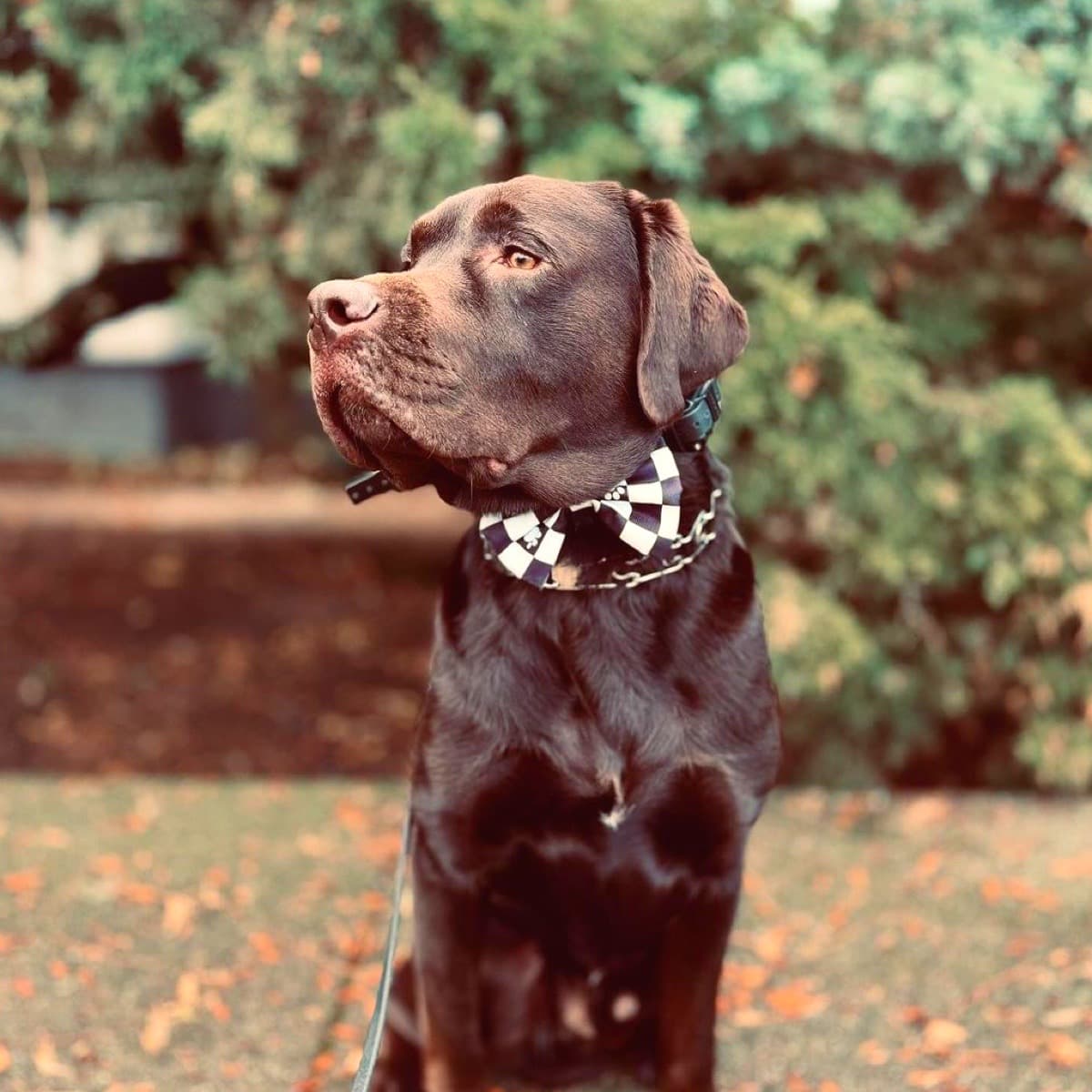 Cute Large Dog Breed Wearing DuraPaw Racing Stripe Bow Tie Accessory