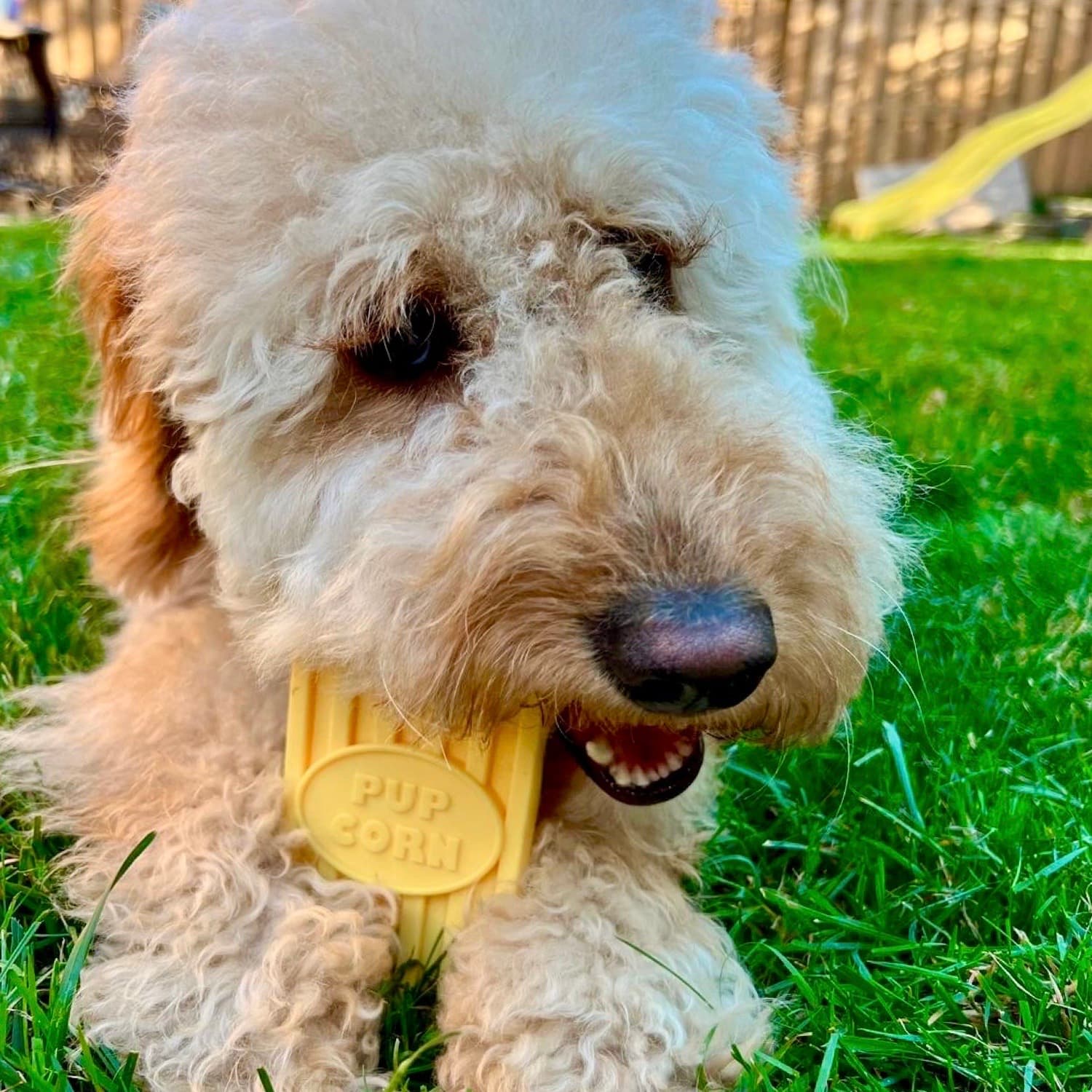 Golden Doodle Chewing Popcorn DuraPaw Dog Toy Outside Grass