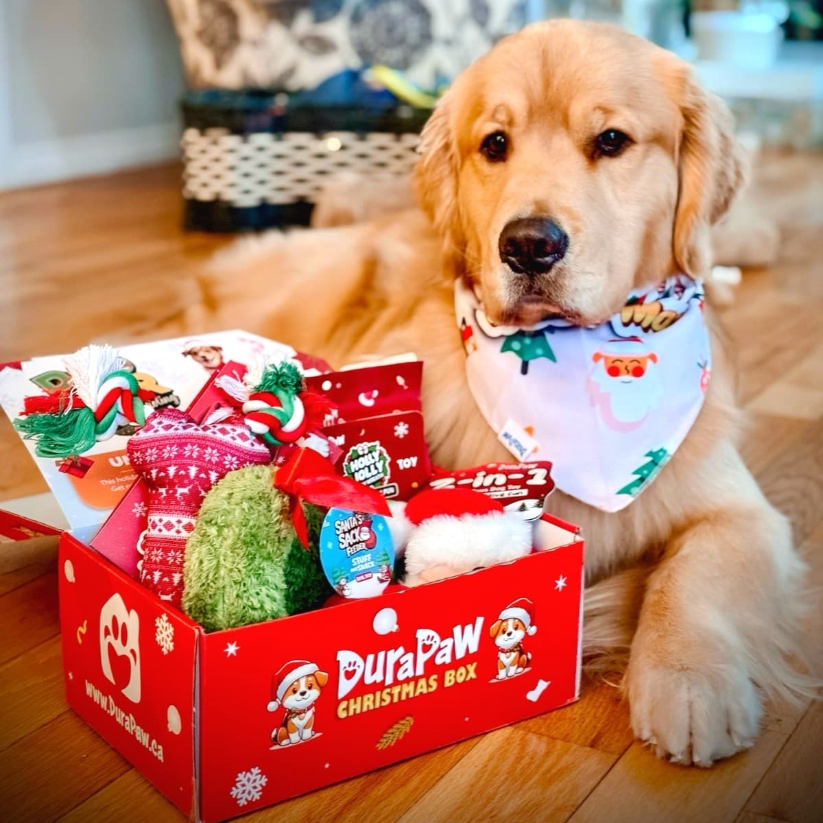 Golden Retriever Posing Unboxing DuraPaw Christmas Puppy Dog Toy Gift Box Present