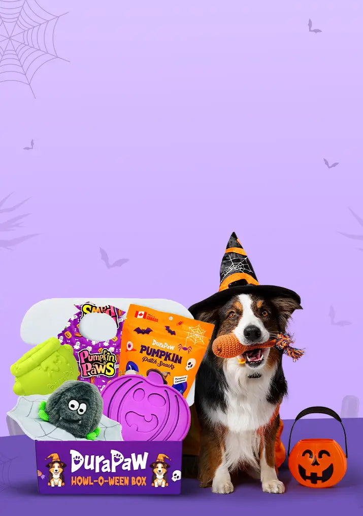 DuraPaw Halloween Dog Toy Gift Box Monthly Theme