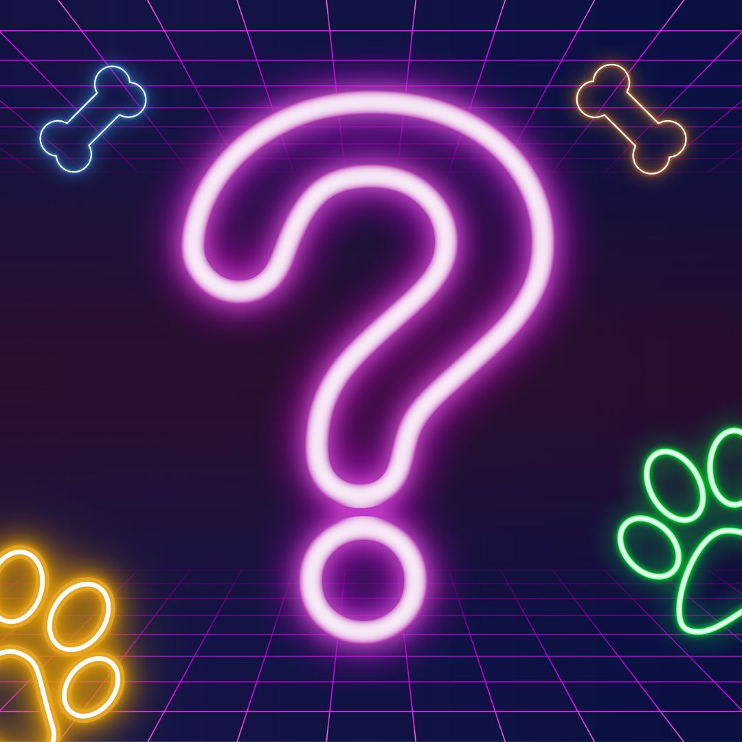 Mystery Dog Subscription Box Item