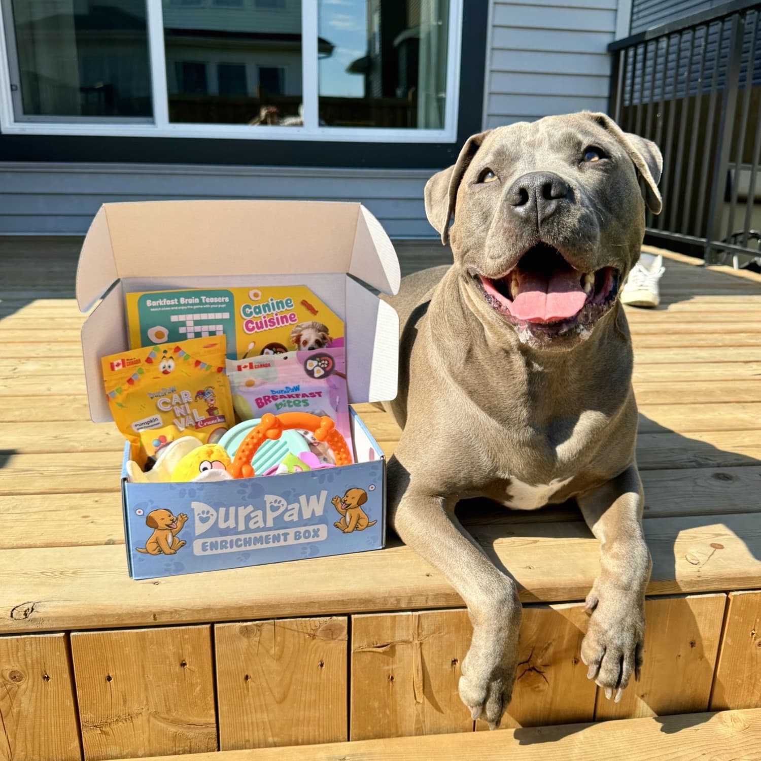 Super Tough Chewer Monthly Dog Subscription Box