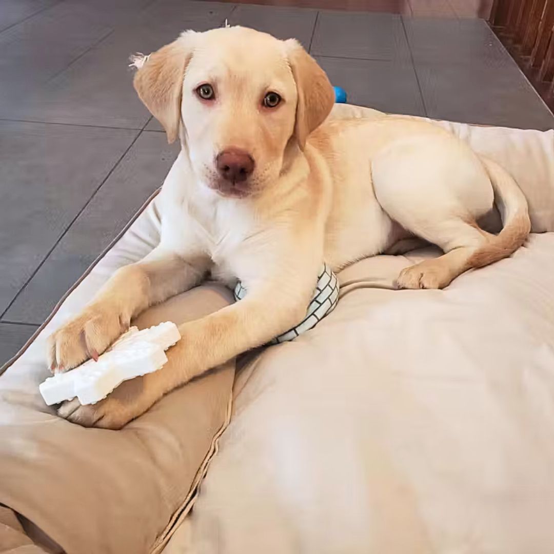 Cute Dog Playing with Winter Themed Dog Toys