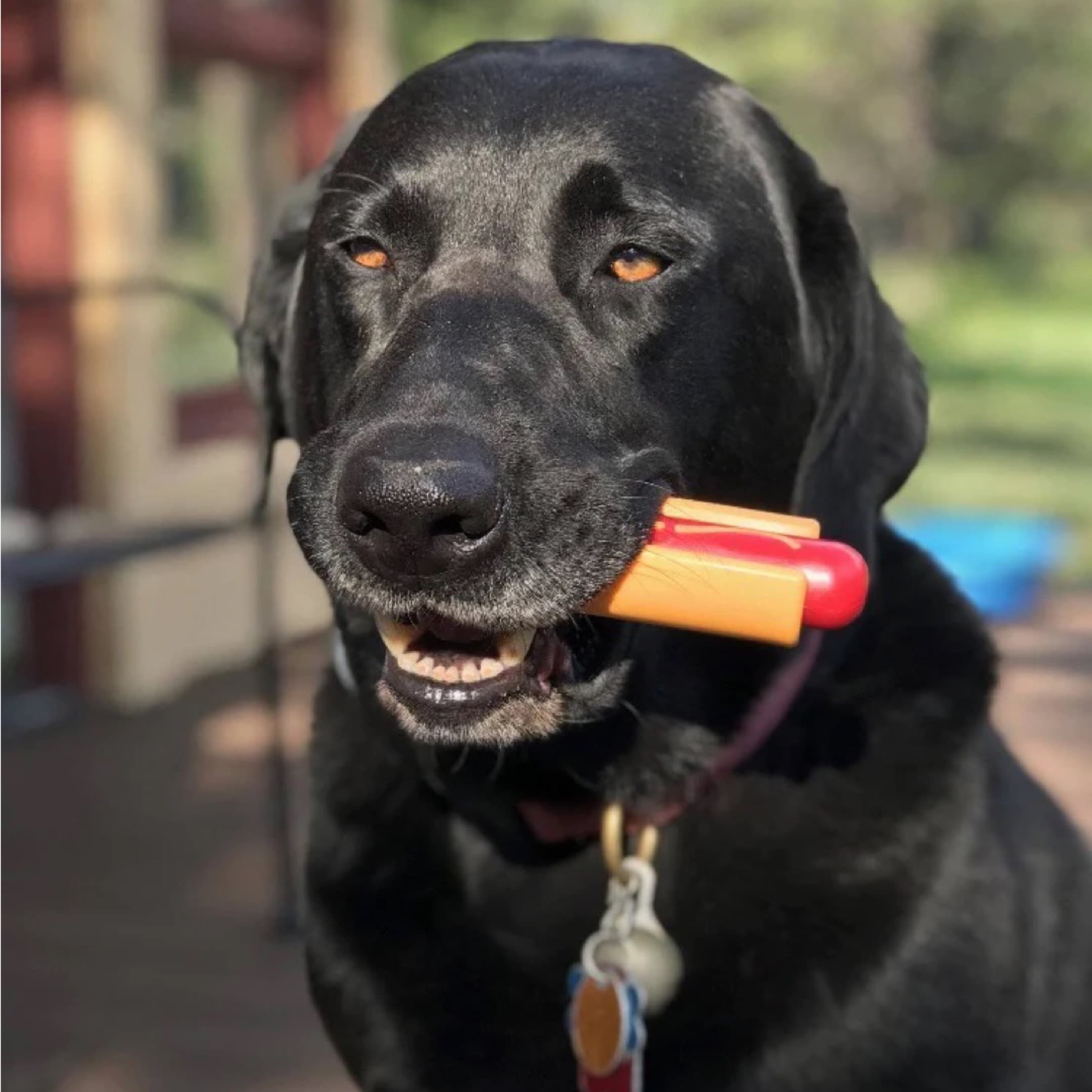 Nylon Hot Dog Chew Toy Canada